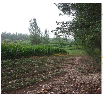 3̖  ɽǧɽ^(q)ꖚ(zhn)O´弯wʹÙ2̎